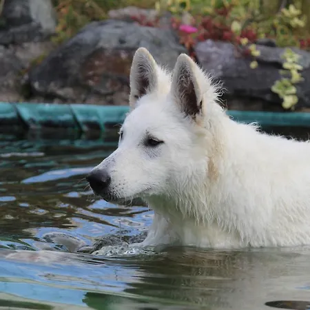 Domaine Des Fees منزل للإقامة La Gaubretiere