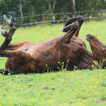 Domaine Des Fees منزل للإقامة La Gaubretiere