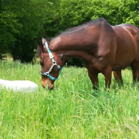 Domaine Des Fees * La Gaubretiere