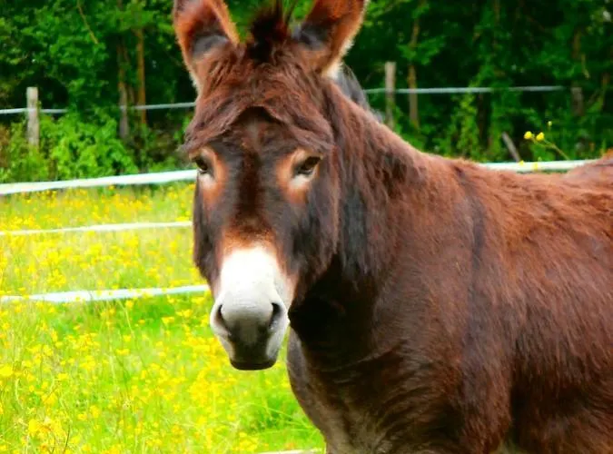 Accommodatie bij particulieren Domaine Des Fees