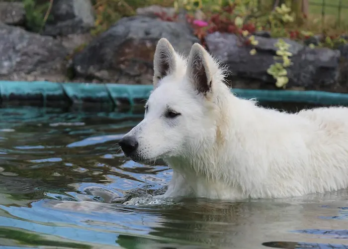 Domaine Des Fees Accommodatie bij particulieren La Gaubretiere