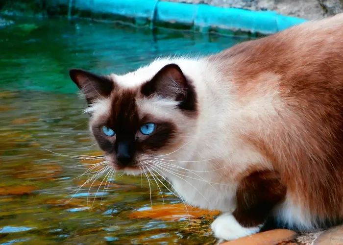 Domaine Des Fees * La Gaubretiere