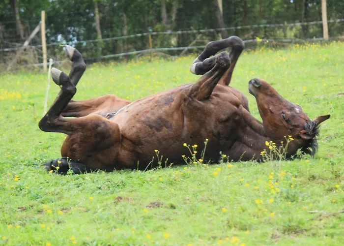 Domaine Des Fees Accommodatie bij particulieren La Gaubretiere