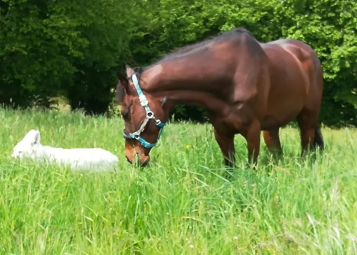 Domaine Des Fees * La Gaubretiere